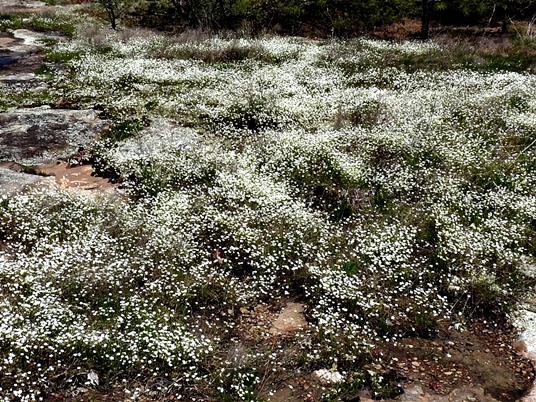 {Mononeuria glabra}